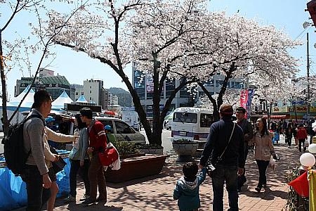 第５２回鎮海軍港祭り（２０１４年） 韓国の桜 チネ 鎮海 昌原 チャンウォン 桜 サクラ 花見ボッコッ