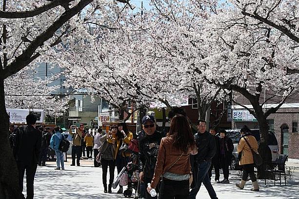 第５２回鎮海軍港祭り（２０１４年） 韓国の桜 チネ 鎮海 昌原 チャンウォン 桜 サクラ 花見ボッコッ