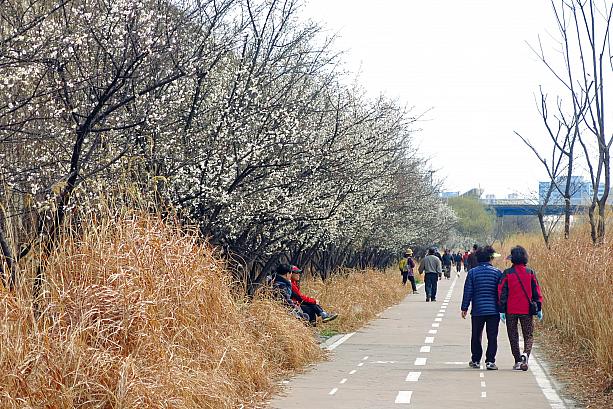 この梅の並木は新踏駅の近くから、同じく2号線支線ヨンダッ(龍踏)駅方面へ清渓川に沿って、ずーっと続いています。