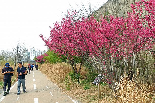 梅の花がいっぱい！実はここ、知る人ぞ知るソウルの梅の名所「清渓川梅花通り(チョンゲチョンメファコリ)」なんです。