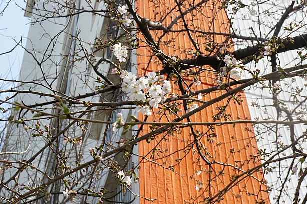 釜山でも桜が咲き始めました！！