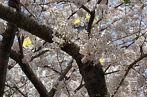 写真で見る釜山の桜～2014年編～ 釜山の桜 温泉場 南川ビーチアパー 広安里ビーチ タルマジゴケ 海雲台 桜の名所 桜並木 桜の見所韓国の桜