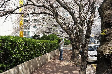 通りを歩いている人もついつい足を止めて写真を撮りたくなってしまう程美しい桜！！