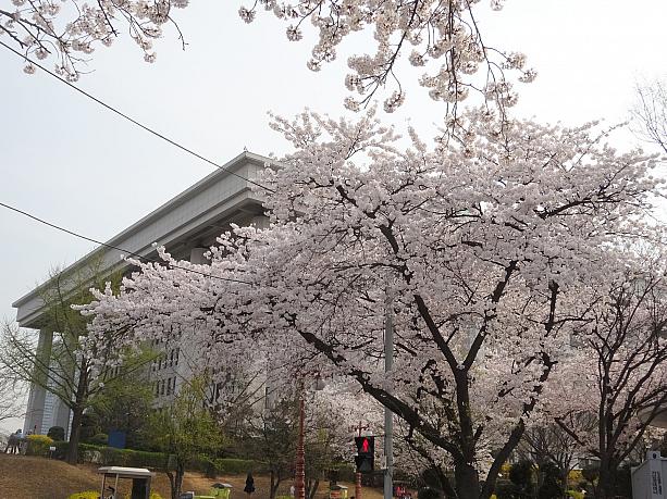 国会議事堂の裏の桜。ちなみに桜が多い国会議事堂の敷地はこの時期解放されています。