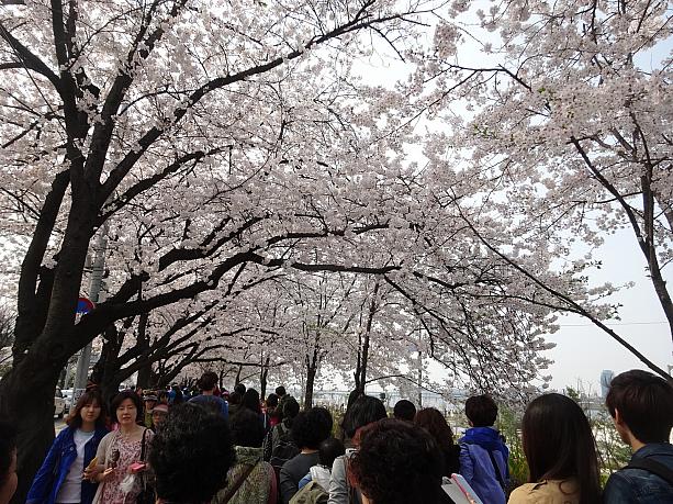 明日4/3から汝矣島桜まつり。でも汝矣島の桜、もうすでに満開！花見客もいっぱい！歩道は人で溢れかえってます！
