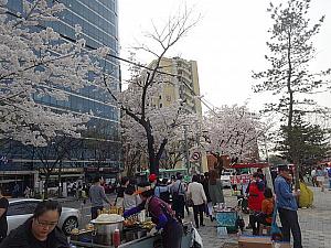 写真で見るソウルの桜と春の花～２０１４年編 ソウルの桜 さくら ソウルの春の花 ソウルの花見 桜の名所 桜の見どころソウルの春