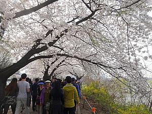写真で見るソウルの桜と春の花～２０１４年編 ソウルの桜 さくら ソウルの春の花 ソウルの花見 桜の名所 桜の見どころソウルの春