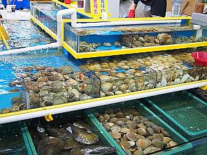 貝の種類もたくさん