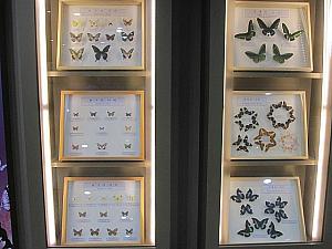 昆虫の生態系や珍しい種類の標本が見られる昆虫館