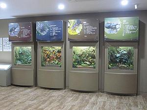 昆虫の生態系や珍しい種類の標本が見られる昆虫館