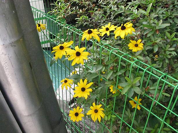 こんなところに咲いているのは？夏の訪れを感じたカロスキルでした～