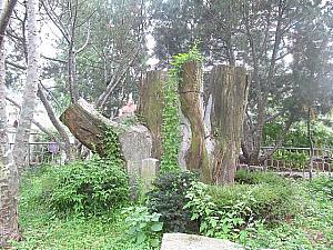 1962年に天然記念物第４号に認定された白松ですが、90年に台風により倒れてしまい今は幹の下の部分だけが残されています。