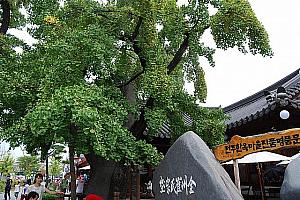 樹齢５００年の銀杏の木
