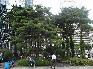 松の木の広場