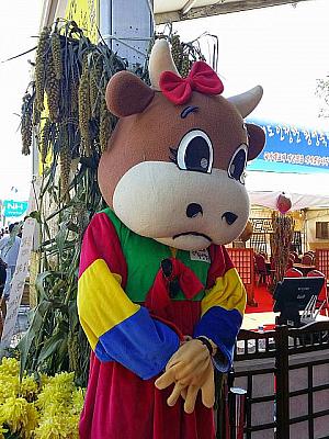 江原道の秋のイベント、横城韓牛祭りに行ってきました！ 江原道 カンウォンド 横城 フェンソン フェンソンハヌ 韓牛 牛 祭り地方の祭り