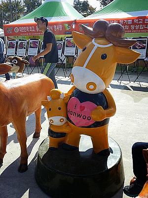 江原道の秋のイベント、横城韓牛祭りに行ってきました！ 江原道 カンウォンド 横城 フェンソン フェンソンハヌ 韓牛 牛 祭り地方の祭り