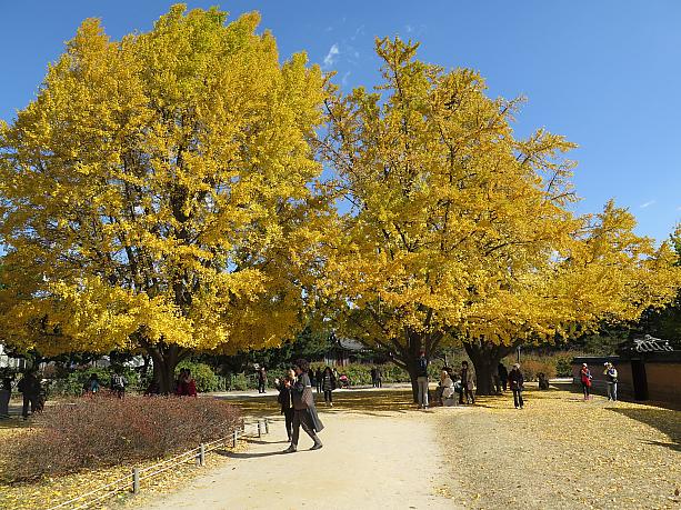 １１月に入って、ぐっと気温が下がってきたソウルだけど、ただいま紅葉真っ盛り！もちろん景福宮のいちょうも黄色くなってる！