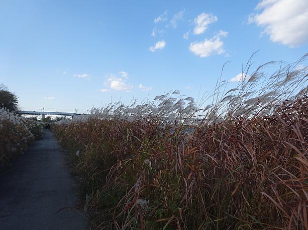【プチ風景】漢江沿いのススキの道 ススキ 漢江秋の風景
