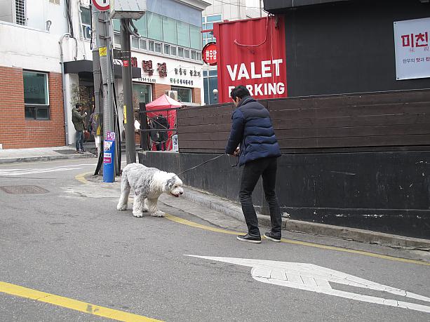 韓国であまり見かけない犬種？ふわふわの毛がかわいい～わんちゃんも帰りたくないのかな！？