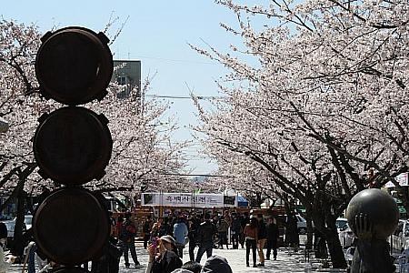 第53回鎮海軍港祭り （２０１８年） 鎮海 桜祭り ちね 釜山から日帰り地方旅行