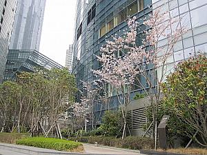 写真で見る釜山の桜～2015年編～ 釜山の桜海雲台の桜