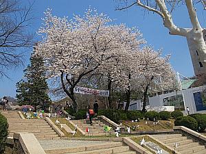 写真で見るソウルの桜と春の花～２０１５年編 ソウルの桜 ソウルの春 ソウルの名所 ソウルの花見 春の花 春の見どころ ソウルの花の見所さくら