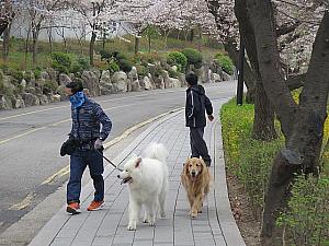 犬と散歩中のアジョシたち