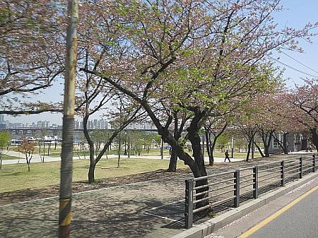 春は桜の木でいっぱい！