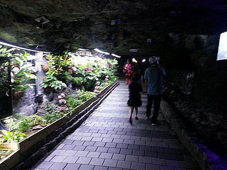 ワイン洞窟の暗い空間には植物がいっぱい