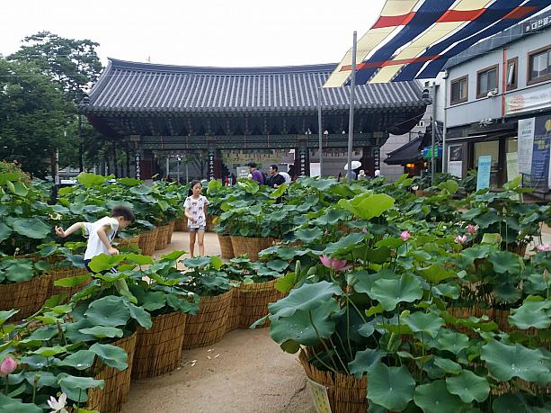 お寺の境内に蓮の鉢がたくさん並んでいます。聞けば蓮の花祭りが2015年７月10日から８月30日まで開かれているとのこと。