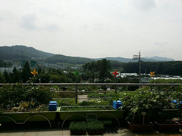 田舎にやってきました～というような景色！こちらは江南の大都会からバスで20分くらい行ったところにある、まだソウルの瑞草区内。