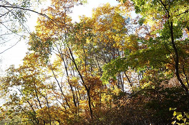 黄色く色づいた木の葉に秋の光が当たって光っています。