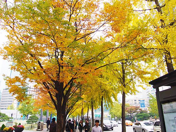 乙支路の紅葉いかがでしたか。かなり華やかな紅葉がたくさん見られました。これが街路樹だなんて、本当にソウルの紅葉は魅力いっぱいです！