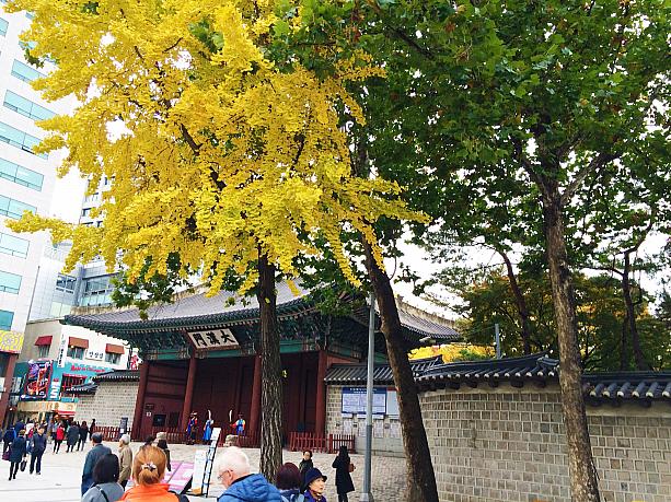 徳寿宮をぐるりと取り囲むように色とりどりの木々であふれています