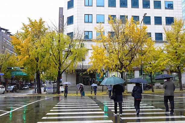 雨の金曜日。もうそろそろ紅葉が終わりそうなソウルで、雨に濡れた銀杏を鑑賞するのもいいけれど・・・ 
