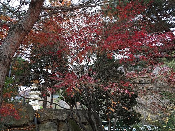 釜山で紅葉を見るなら、こちら梵魚寺がオススメです。