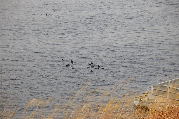 よく見ると、鳥がいっぱい！そういえば漢江にも冬には渡り鳥がたくさんやってくるとか。