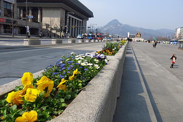 日に日に春っぽさが増しているソウル。光化門広場にも毎年恒例、色とりどりの花壇が登場！