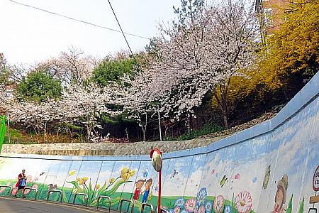 4月のソウル 【2023年】 春のソウル 桜のソウル 春の花のソウル 花見 ビビンバ セサッビビンバサムギョプサル
