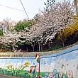 4月のソウル 【2021年】 春のソウル 桜のソウル 春の花のソウル 花見 ビビンバ セサッビビンバサムギョプサル