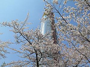 4月のソウル 【2023年】 春のソウル 桜のソウル 春の花のソウル 花見 ビビンバ セサッビビンバサムギョプサル