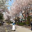 4月のソウル 【2021年】 春のソウル 桜のソウル 春の花のソウル 花見 ビビンバ セサッビビンバサムギョプサル