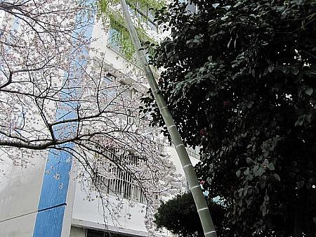 竹と桜のコラボも楽しめますよ～！