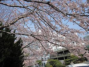 写真で見る釜山の桜～2016年編～ 釜山の桜 桜 花見 釜山の花見 プサンの花見南川洞