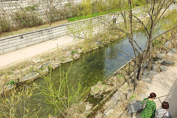 最近ソウルは一気に春らしくなって、川べりの木々も一斉に芽吹いています。