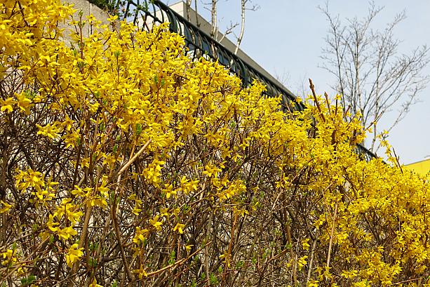 ケナリは、韓国では春を代表する花の一つ。鮮やかな黄色がとってもキレイ！