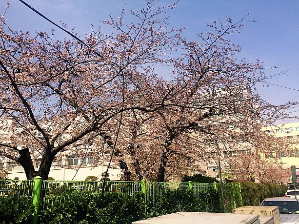 医療院のまわりに桜の木があります