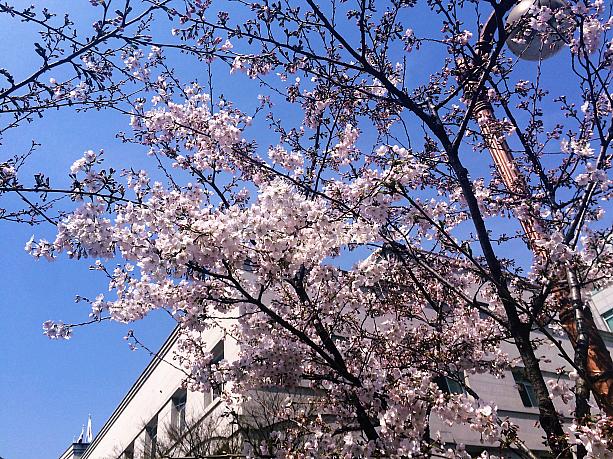 週末から来週にかけてが見ごろかな。こちら最近話題の現代シティアウトレットからも近いんです。東大門ショッピングと合わせてぜひソウルの桜、楽しんでみてくださーい！