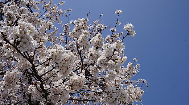 八分咲きくらい？この日は23度と汗ばむ陽気。春の青空に桜色が映えます。