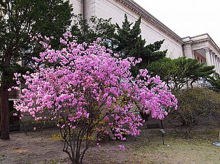【プチ桜】元王宮、徳寿宮の今年の桜は？！ 桜 花 お花見 トクスグン 徳寿宮さくら